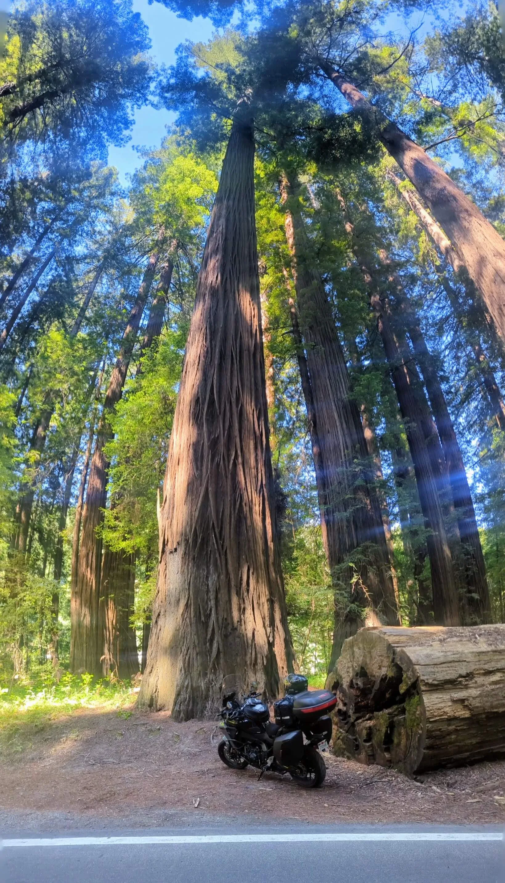 Vertical panorama with the motorcycle in avenue of the giants