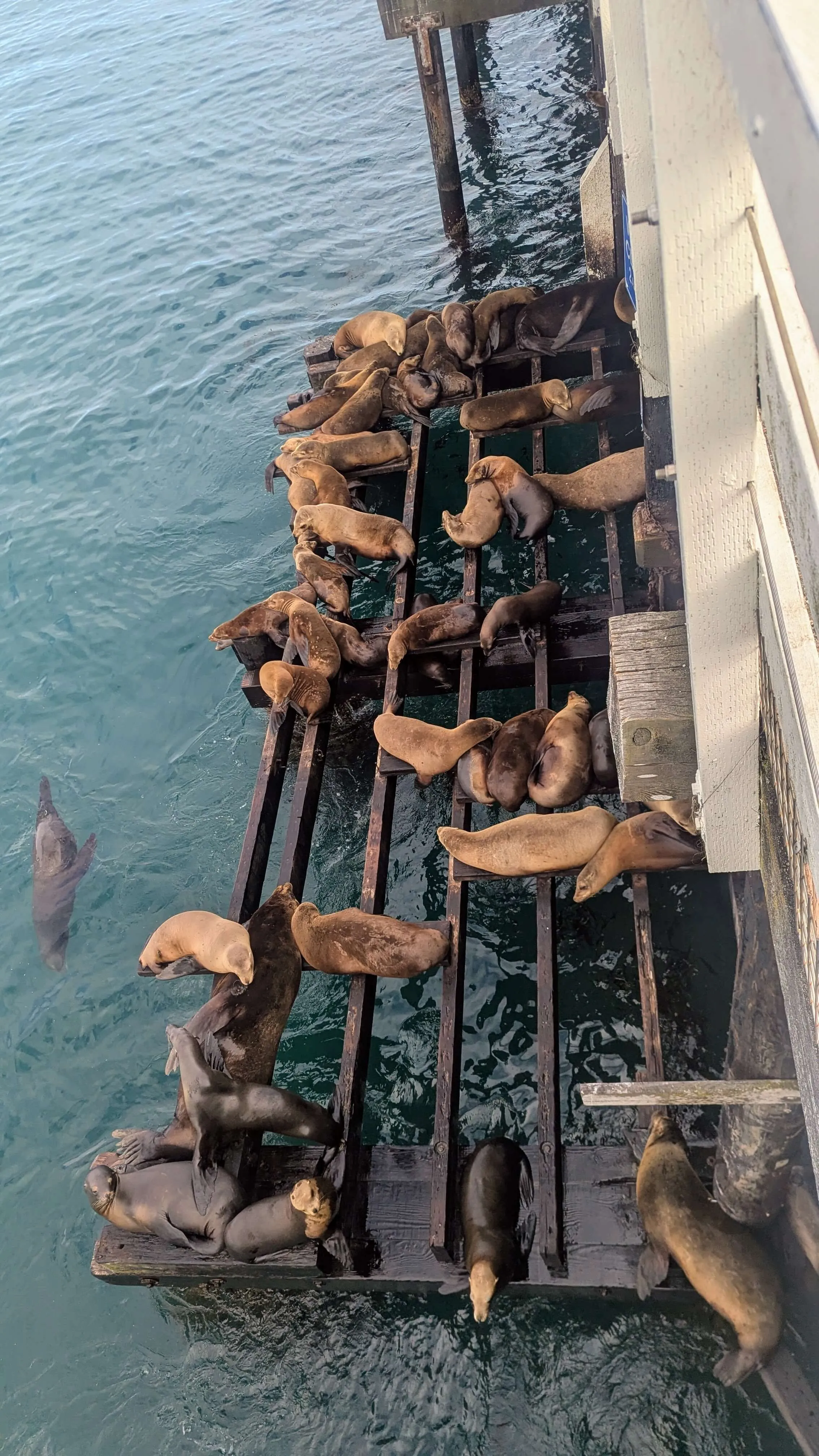 Sea Lions bunched up on the Santa Cruz pier timbers