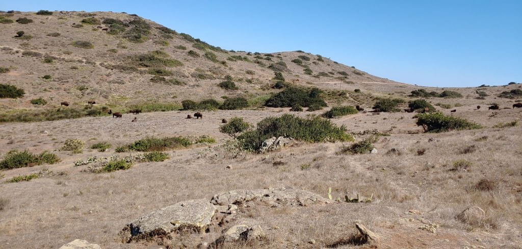 Herd of bison on Catalina Island near the airport in the sky. 